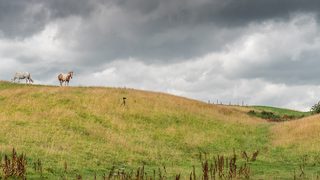 © Rediscovering the Antonine Wall Project
Castlecary fort site, a green field with low mounds on either side of a ditch. A white horse stands on the brow of the hill. © Rediscovering the Antonine Wall Project
Castlecary fort site, a green field with low mounds on either side of a ditch. A white horse stands on the brow of the hill.