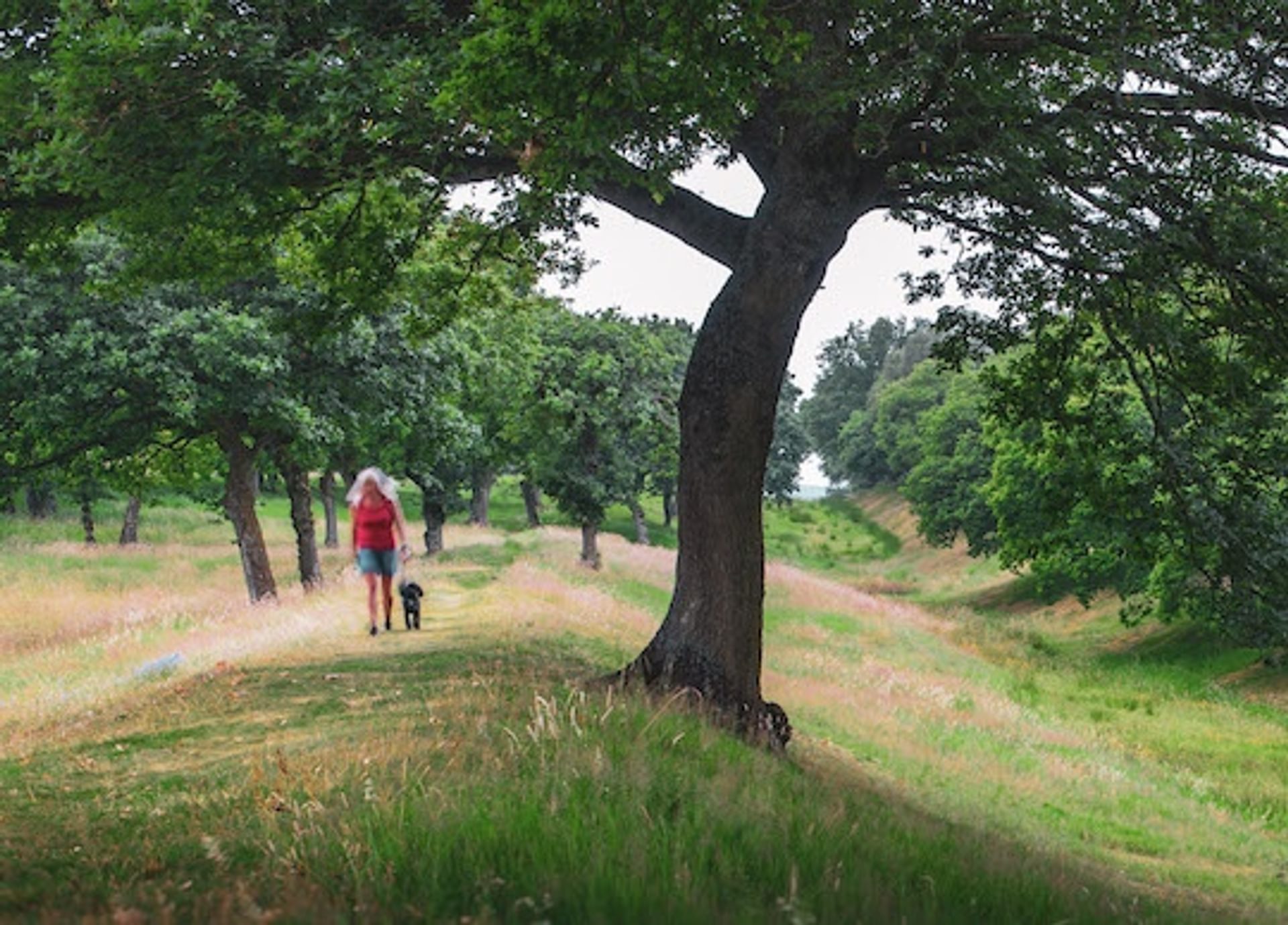 © Rediscovering the Antonine Wall
Seabegs Wood, a person walking a dog along a grassy ridge. There are trees all around, and the sky is blue. © Rediscovering the Antonine Wall
Seabegs Wood, a person walking a dog along a grassy ridge. There are trees all around, and the sky is blue.