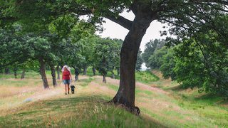 © Rediscovering the Antonine Wall
Seabegs Wood, a person walking a dog along a grassy ridge. There are trees all around, and the sky is blue. © Rediscovering the Antonine Wall
Seabegs Wood, a person walking a dog along a grassy ridge. There are trees all around, and the sky is blue.